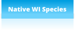 Native WI Species